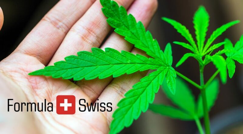 Formula swiss – de danske kunders foretrukne inden for cannabisdråber