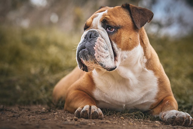De bedste plejetips til din franske bulldog