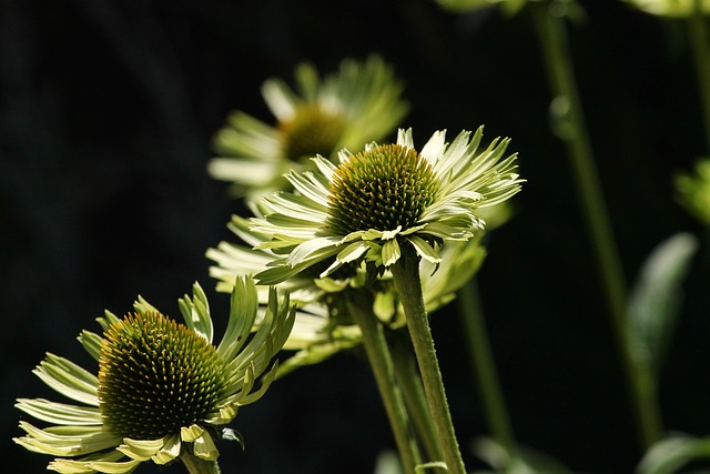 Allergica's Echinacea: Hvordan det kan hjælpe med at bekæmpe allergi